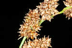 Cypressknee sedge